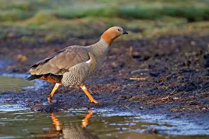 Chloephaga: Ruddy-headed Goose