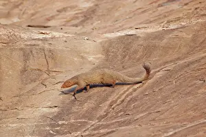 Mongooses: Ruddy Mongoose