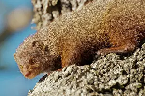 Herpestes: Ruddy Mongoose - looking down fron tree trunk