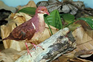 John Dunning: Ruddy Quail-Dove