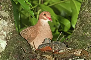 Quail: Ruddy Quail Dove on nest with young