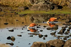 Shelducks: Ruddy Shelduck