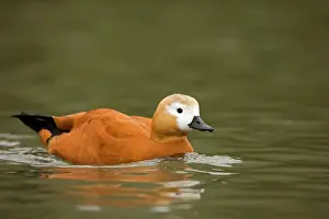 Shelducks: Ruddy Shelduck
