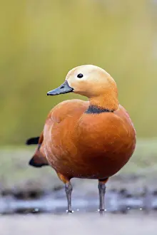 Shelducks: Ruddy Shelduck - drake in winter