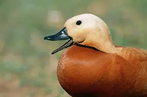 Shelducks: Ruddy SHELDUCK - male