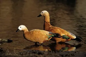 Shelducks: Ruddy Shelduck - two at Malik lake