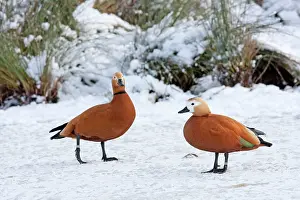 Shelducks: Ruddy Shelduck - Pair of adult birds resting on