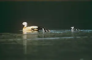 Shelducks: Ruddy Shelduck - swimming with its chicks
