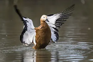 Shelduck: Ruddy shelduck (Tadorna ferruginea) with open wings