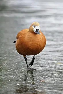 Shelduck: Ruddy shelduck (Tadorna ferruginea), standing on