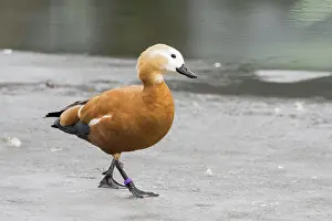 Shelduck: Ruddy shelduck (Tadorna ferruginea) walks on ice