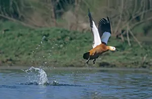 Shelducks: Ruddy Shelduck - taking off