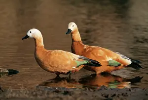 Shelducks: Ruddy SHELDUCKS