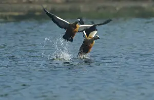 Shelducks: Ruddy Shelducks taking-off