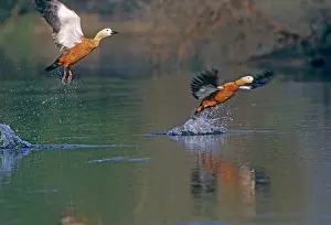 Shelducks: Ruddy Shelducks - taking off