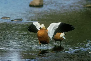 Shelducks: Ruddy SHELDUCKS- Wings spread