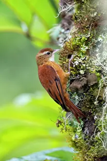 Cloud Forest: Ruddy Treerunner, Margarornis rubiginosus