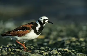 Turnstones: Ruddy Turnstone