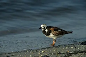 Turnstones: Ruddy Turnstone