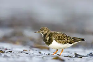 Turnstones: Ruddy Turnstone
