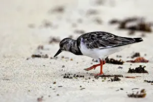 Turnstones: Ruddy Turnstone