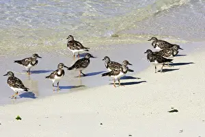 Turnstones: Ruddy Turnstone