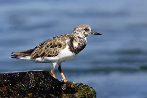 Turnstones: Ruddy Turnstone