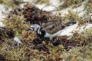 Turnstones: Ruddy Turnstone