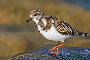 Turnstones: Ruddy Turnstone