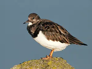 Ijmuiden: Ruddy Turnstone