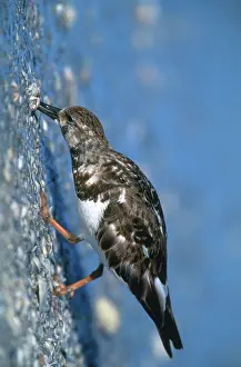 Arenaria: Ruddy Turnstone