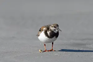 Arenaria: Ruddy Turnstone