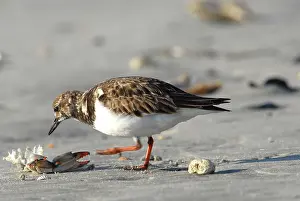 Arenaria: Ruddy Turnstone