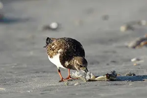 Arenaria: Ruddy Turnstone