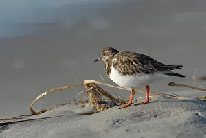Arenaria: Ruddy Turnstone
