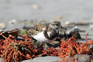 Arenaria: Ruddy Turnstone