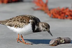 Arenaria: Ruddy Turnstone