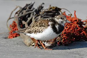 Arenaria: Ruddy Turnstone