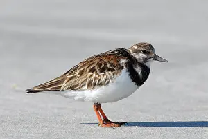 Arenaria: Ruddy Turnstone