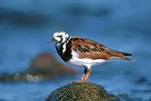 Arenaria: Ruddy Turnstone
