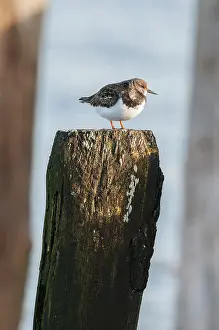 Monogamous: Ruddy Turnstone