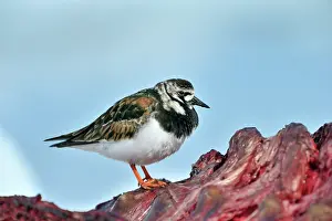 Shorebirds: Ruddy Turnstone