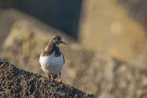 Ruddy: Ruddy Turnstone
