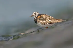 Dike: Ruddy Turnstone