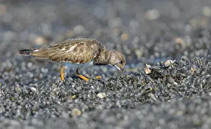 Ruddy: Ruddy Turnstone
