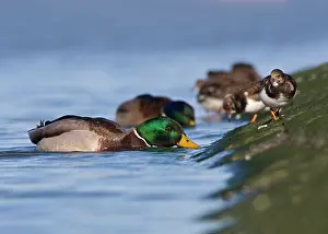 Westereen: Ruddy Turnstone