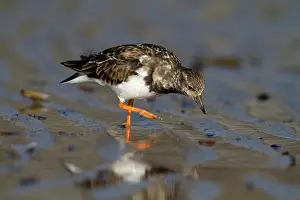 Ijmuiden: Ruddy Turnstone
