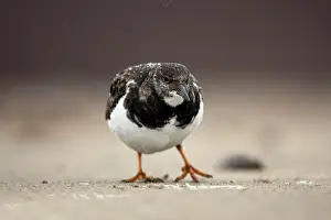 Januari: Ruddy Turnstone