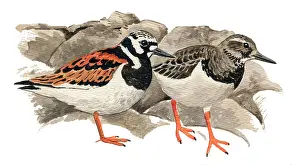 Ruddy: Ruddy Turnstone