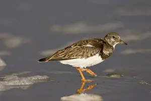 Foam: Ruddy Turnstone